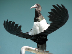 Abdim's Stork